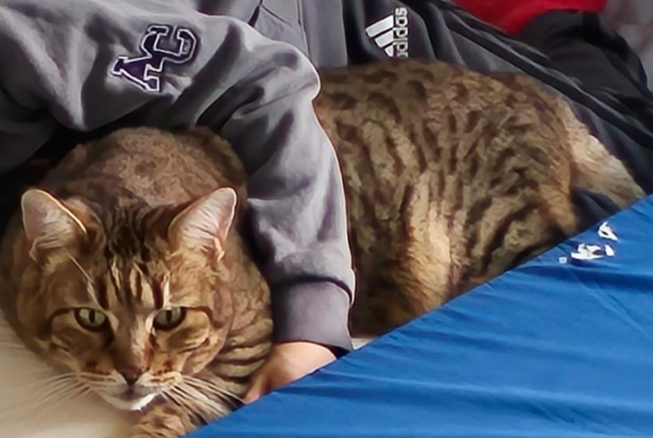 Avviso scomparsa Gatto incrocio di razze  Maschio , 13 anni Marseille Francia