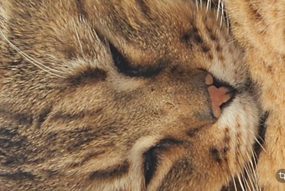 Avviso scomparsa Gatto incrocio di razze  Maschio , 13 anni Marseille Francia