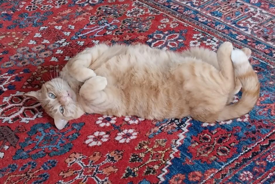 Avviso scomparsa Gatto incrocio di razze  Maschio , 5 anni Molsheim Francia