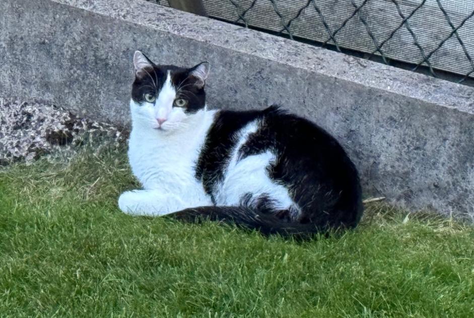 Avviso scomparsa Gatto  Maschio , 2 anni La Wantzenau Francia
