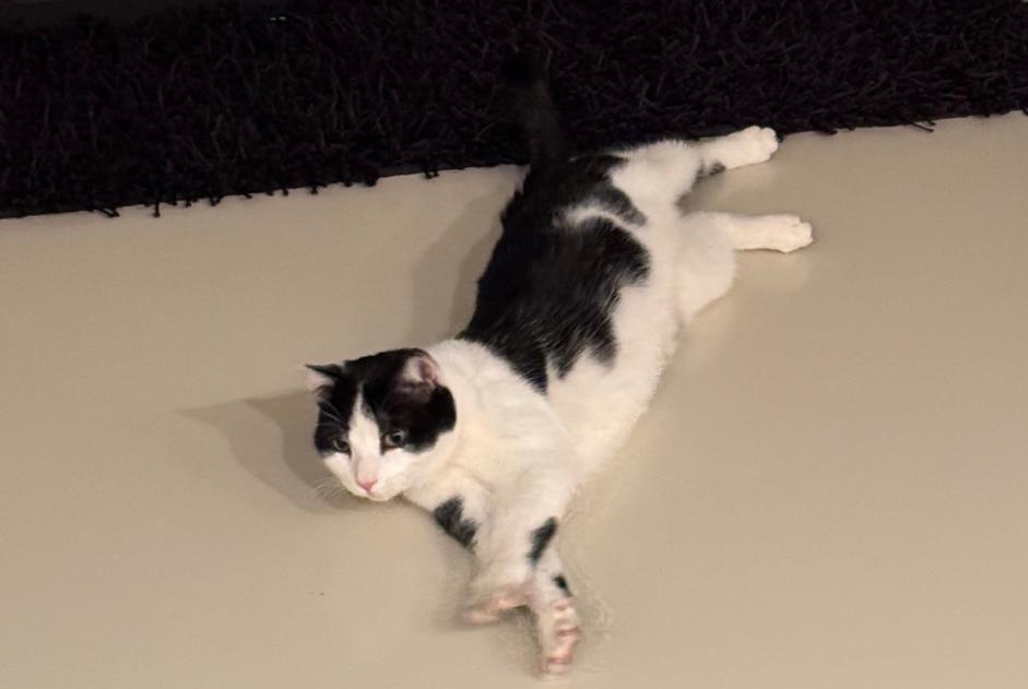 Avviso scomparsa Gatto  Maschio , 2 anni La Wantzenau Francia