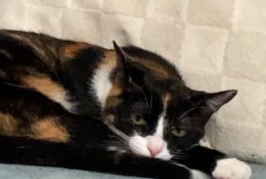 Avviso scomparsa Gatto  Femmina , 1 anni Belfort Francia