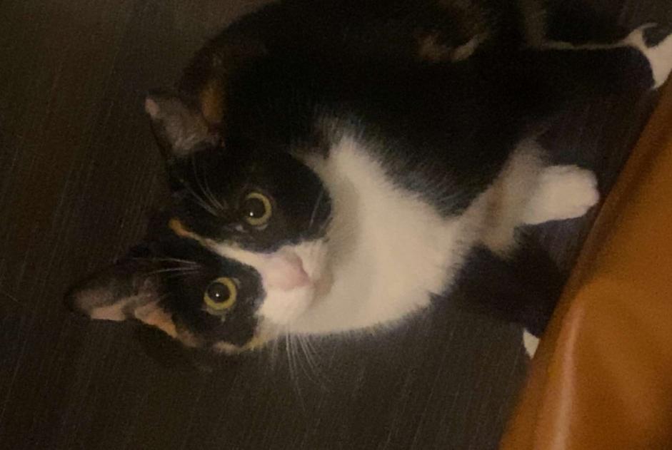 Avviso scomparsa Gatto  Femmina , 1 anni Belfort Francia