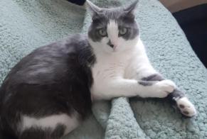 Avviso scomparsa Gatto Femmina , 3 anni Saint-Avertin Francia