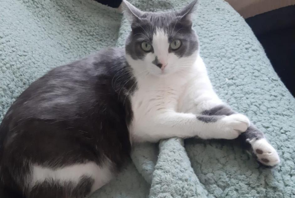Avviso scomparsa Gatto Femmina , 3 anni Saint-Avertin Francia