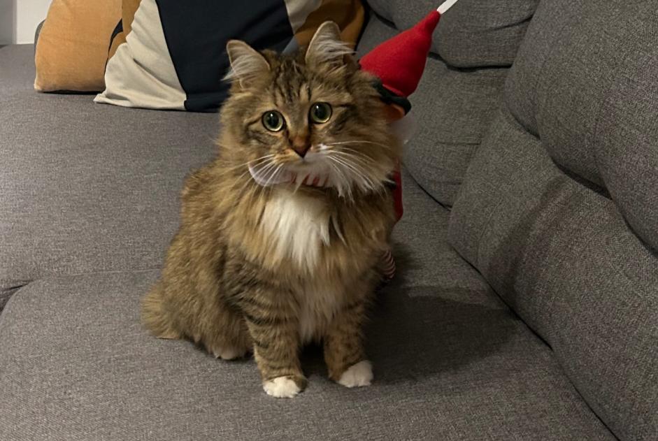 Avviso scomparsa Gatto incrocio di razze  Femmina , 1 anni Ravenel Francia