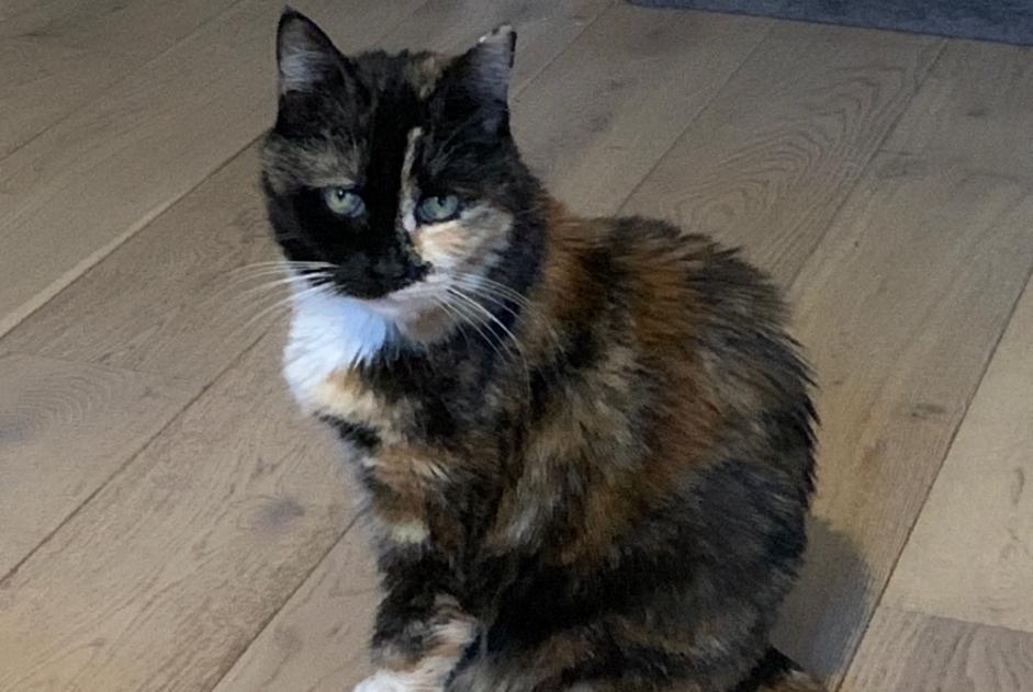 Verdwijningsalarm Kat  Vrouwtje , 13 jaar Sète Frankrijk