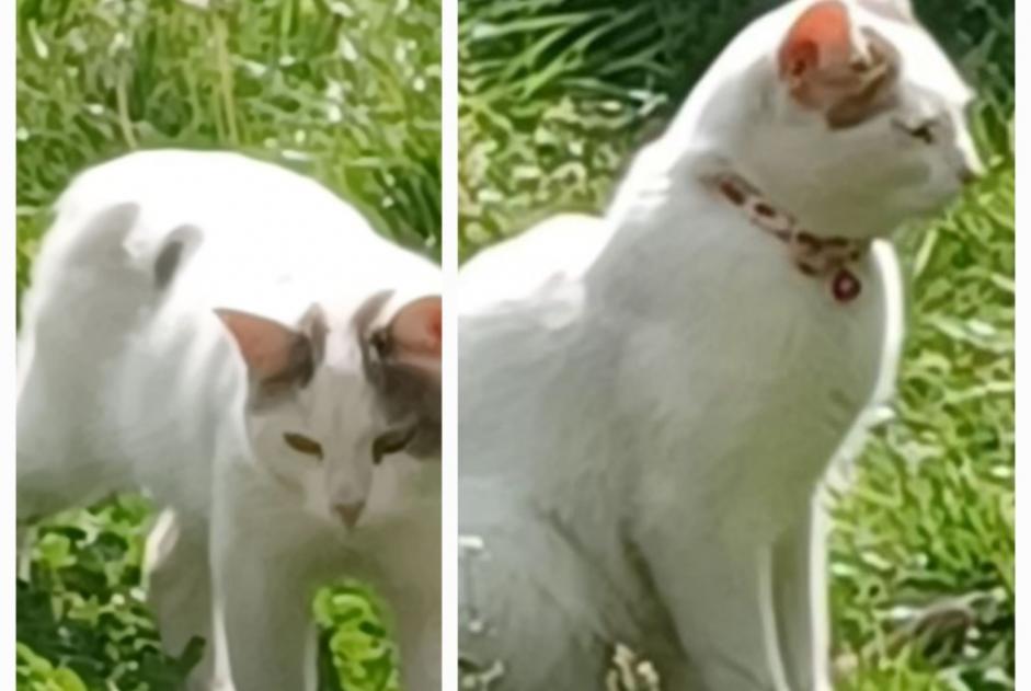 Ontdekkingsalarm Kat Onbekend Sotteville-lès-Rouen Frankrijk