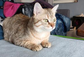 Verdwijningsalarm Kat  Mannetje , 1 jaar Chamalières-sur-Loire Frankrijk