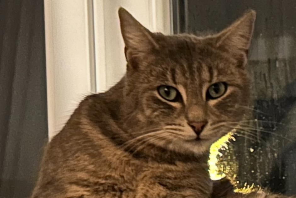 Verdwijningsalarm Kat  Mannetje , 2 jaar Bourges Frankrijk