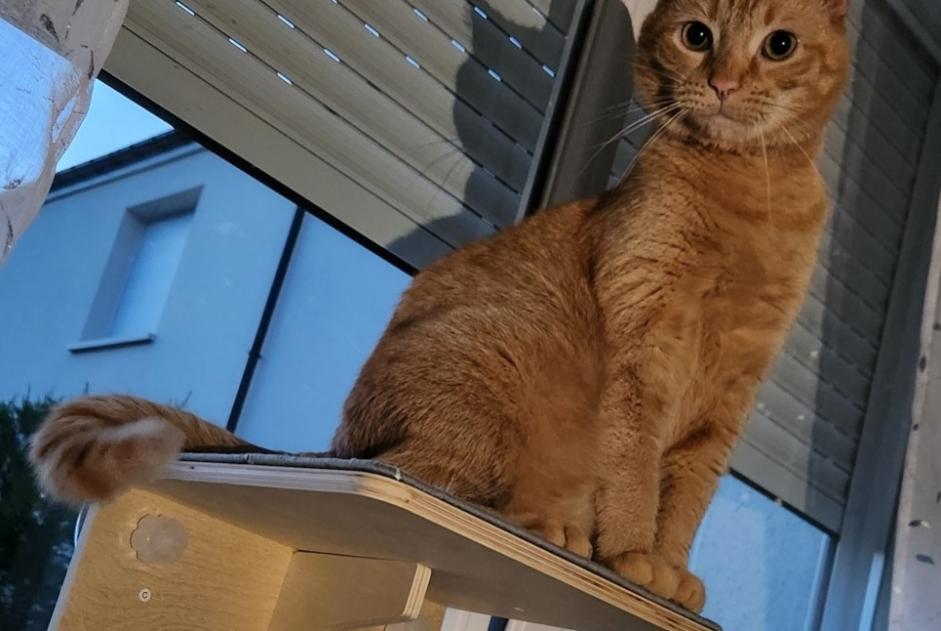 Verdwijningsalarm Kat  Mannetje , 5 jaar Porcelette Frankrijk