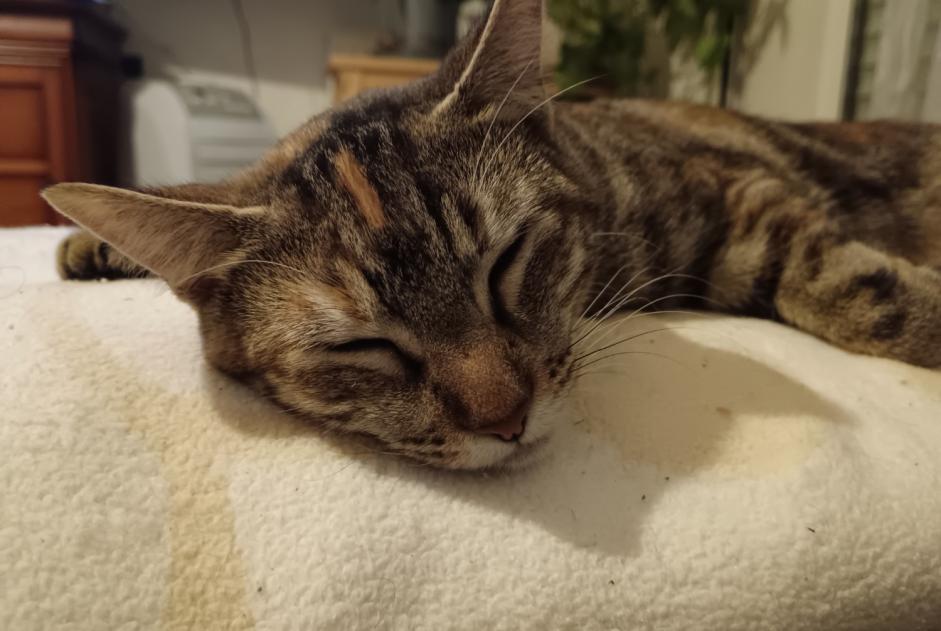 Verdwijningsalarm Kat Vrouwtje , 1 jaar Bayonne Frankrijk
