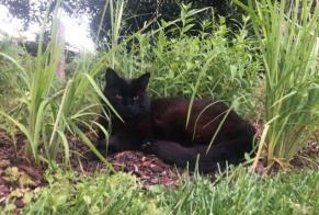 Verdwijningsalarm Kat Mannetje , 15 jaar Saint-Louis Frankrijk