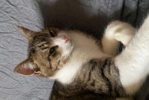 Verdwijningsalarm Kat Mannetje , 5 jaar Saint-Haon-le-Vieux Frankrijk