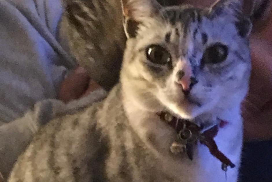 Verdwijningsalarm Kat rassenvermenging  Vrouwtje , 12 jaar Gagny Frankrijk