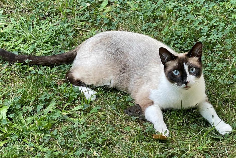 Verdwijningsalarm Kat rassenvermenging  Mannetje , 5 jaar Villennes-sur-Seine Frankrijk