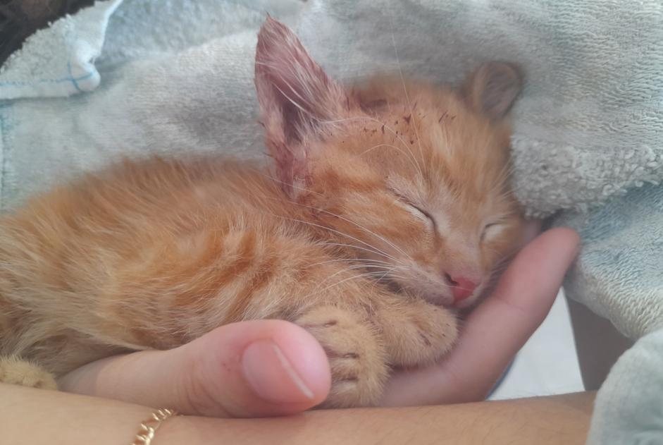 Ontdekkingsalarm Kat Onbekend , Tussen 1 en 3 maanden Bourg-Argental Frankrijk