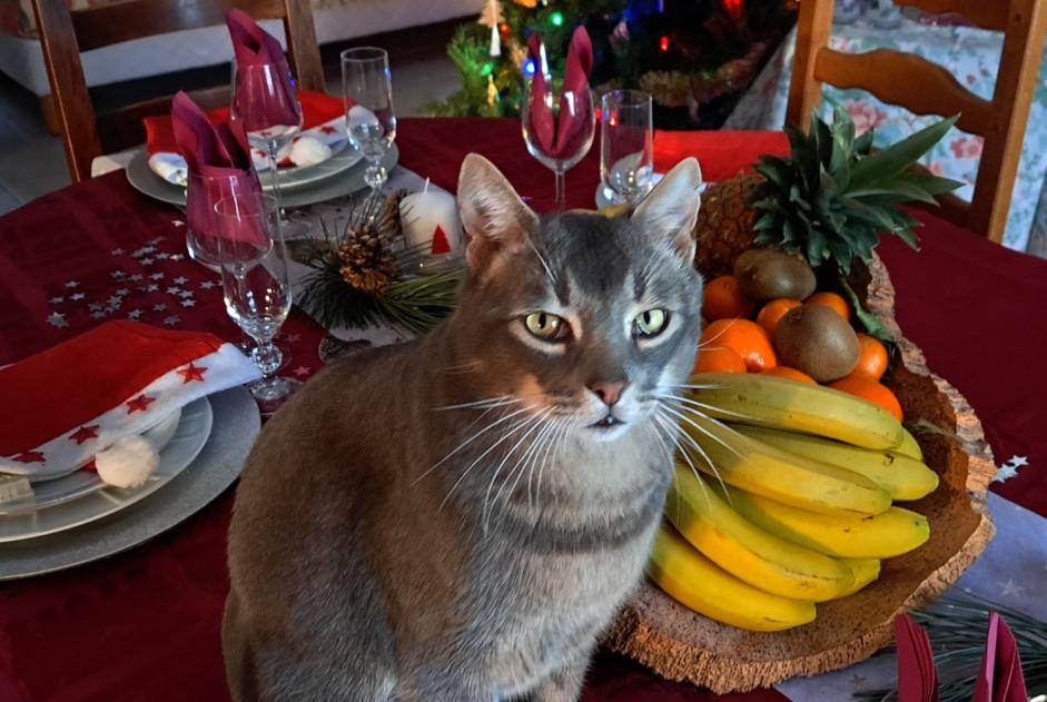 Verdwijningsalarm Kat Mannetje , 7 jaar Peypin-d'Aigues Frankrijk