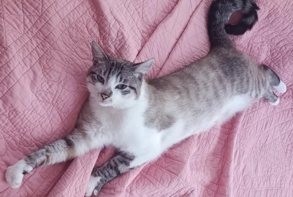 Verdwijningsalarm Kat rassenvermenging  Mannetje , 2 jaar Remiremont Frankrijk
