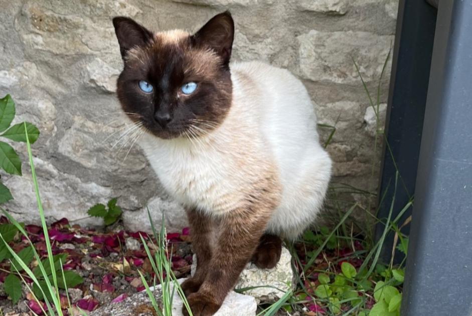 Ontdekkingsalarm Kat  Mannetje Saint-Illiers-le-Bois Frankrijk