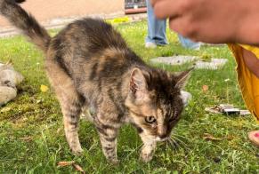 Ontdekkingsalarm Kat Vrouwtje Auzielle Frankrijk