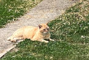 Ontdekkingsalarm Kat Onbekend Saint-Benoît Frankrijk