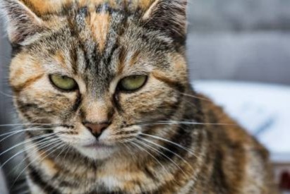 Ontdekkingsalarm Kat Vrouwtje , Tussen 9 en 12 maanden Saint-Jean-d'Arvey Frankrijk