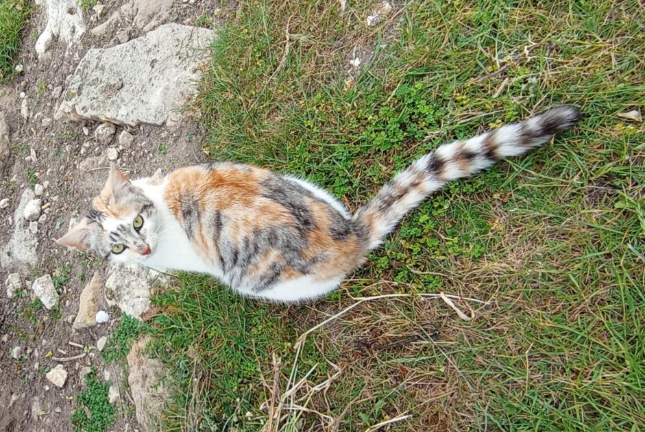 Ontdekkingsalarm Kat Vrouwtje Meursac Frankrijk