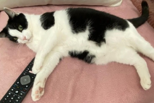 Verdwijningsalarm Kat Mannetje , 5 jaar Massy Frankrijk