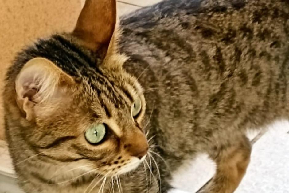 Verdwijningsalarm Kat Vrouwtje , 5 jaar Gardanne Frankrijk