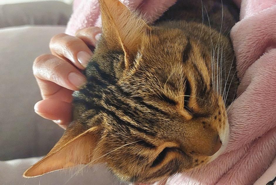 Verdwijningsalarm Kat Vrouwtje , 5 jaar Gardanne Frankrijk