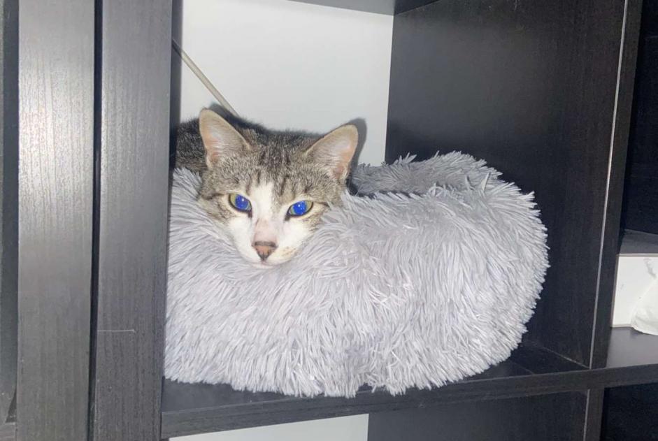 Verdwijningsalarm Kat  Mannetje , 1 jaar Bruges Frankrijk
