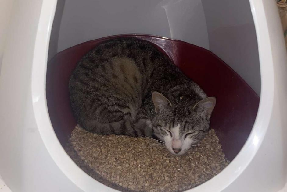 Verdwijningsalarm Kat  Mannetje , 1 jaar Bruges Frankrijk