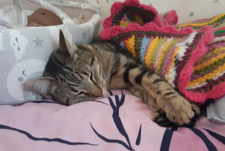 Verdwijningsalarm Kat rassenvermenging  Vrouwtje , 1 jaar Vernaison Frankrijk