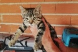 Ontdekkingsalarm Kat Onbekend Saint-Nauphary Frankrijk