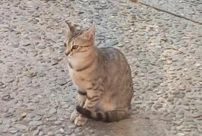 Ontdekkingsalarm Kat Vrouwtje Vitrolles Frankrijk