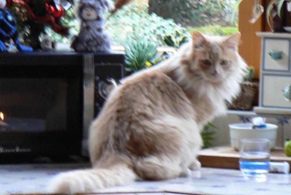 Verdwijningsalarm Kat  Mannetje , 10 jaar Savigny-le-Temple Frankrijk