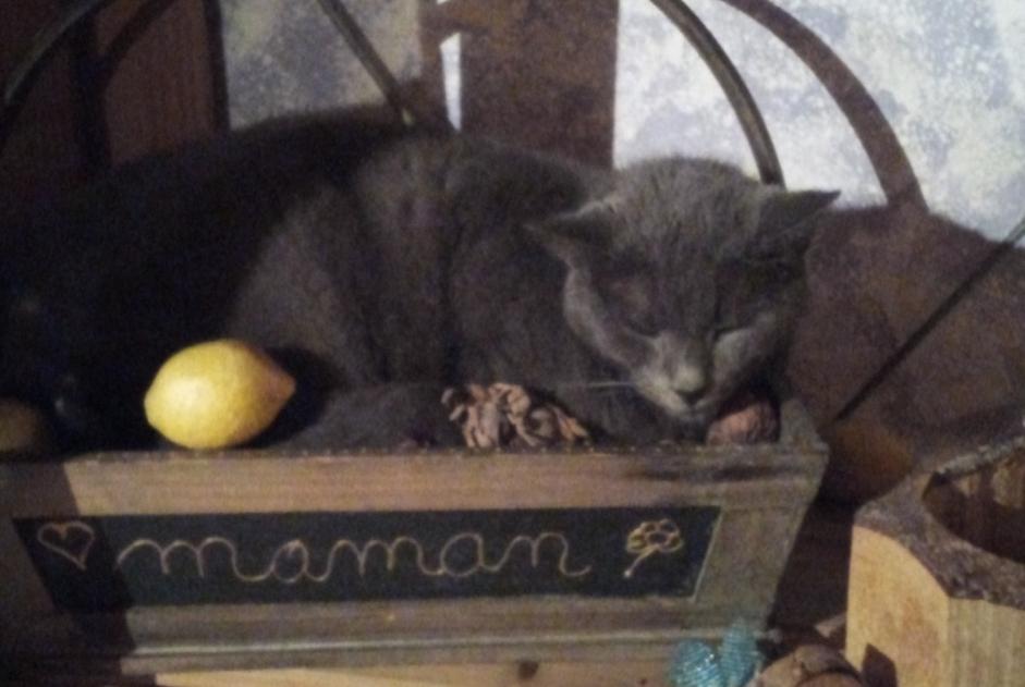 Verdwijningsalarm Kat  Mannetje , 11 jaar Prin-Deyrançon Frankrijk