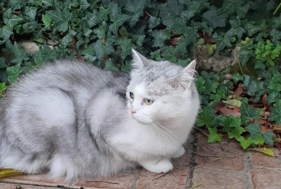 Ontdekkingsalarm Kat Onbekend Angoulême Frankrijk