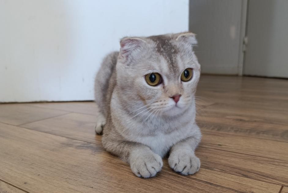 Ontdekkingsalarm Kat  Onbekend Cergy Frankrijk