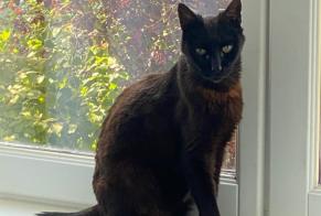 Ontdekkingsalarm Kat Onbekend , 1 jaar Olivet Frankrijk