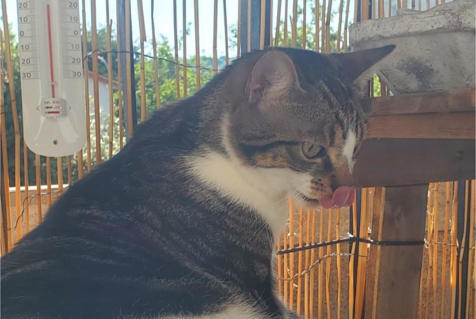 Verdwijningsalarm Kat Mannetje , 1 jaar Le Perreux-sur-Marne Frankrijk