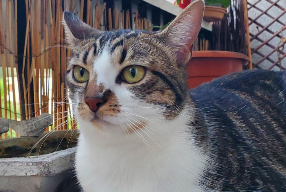 Verdwijningsalarm Kat Mannetje , 1 jaar Le Perreux-sur-Marne Frankrijk