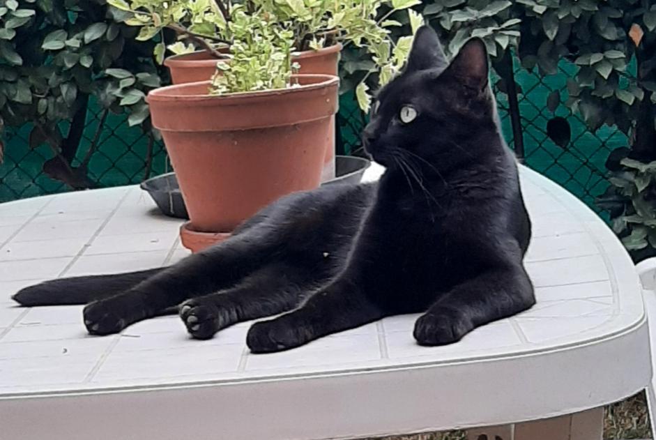 Verdwijningsalarm Kat  Vrouwtje , 5 jaar Cugnaux Frankrijk