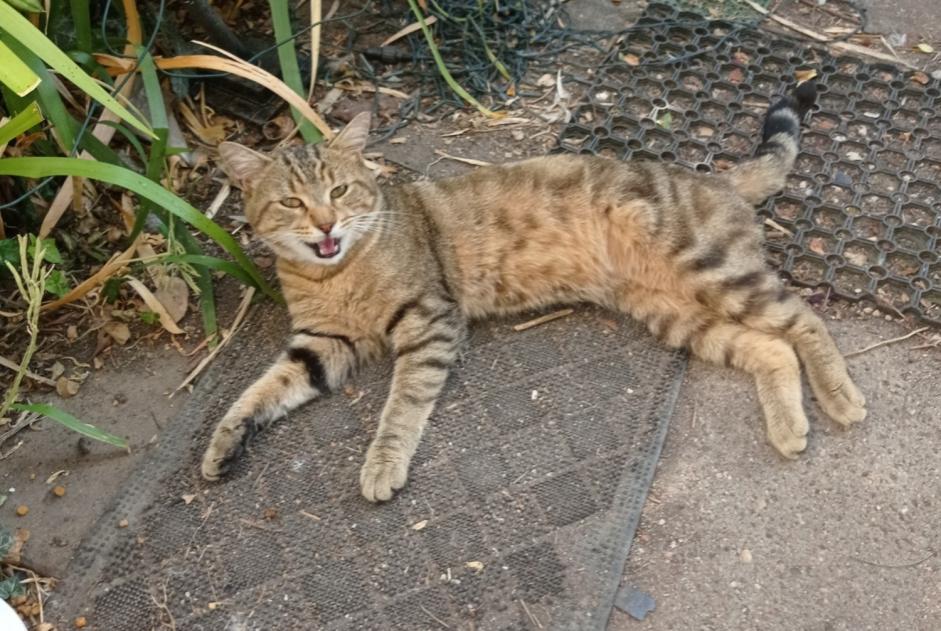 Ontdekkingsalarm Kat  Mannetje La Chapelle-Saint-Mesmin Frankrijk