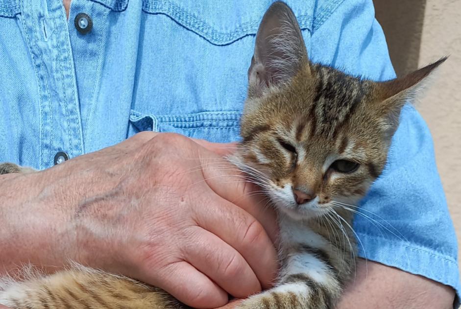 Ontdekkingsalarm Kat Onbekend Longperrier Frankrijk