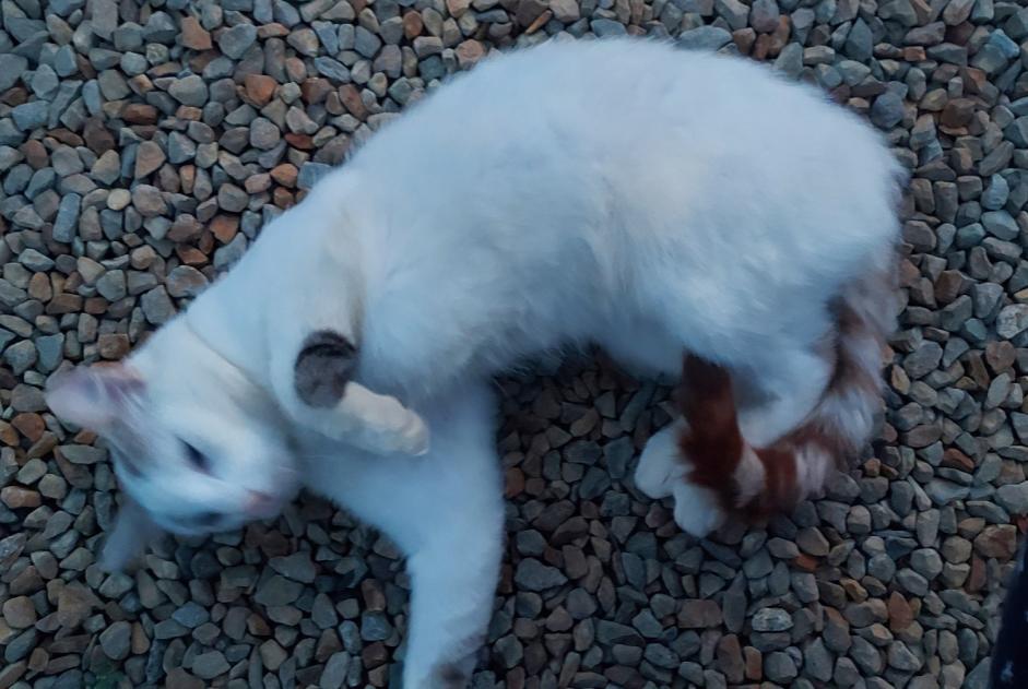 Ontdekkingsalarm Kat Mannetje Dingé Frankrijk