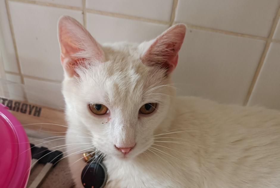Verdwijningsalarm Kat  Mannetje , 1 jaar Le Thil Frankrijk