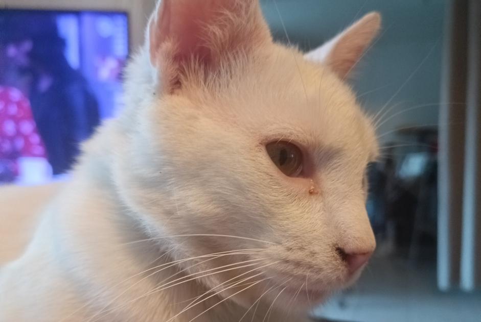 Verdwijningsalarm Kat  Mannetje , 1 jaar Le Thil Frankrijk