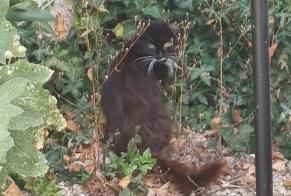 Ontdekkingsalarm Kat Onbekend Châtellerault Frankrijk